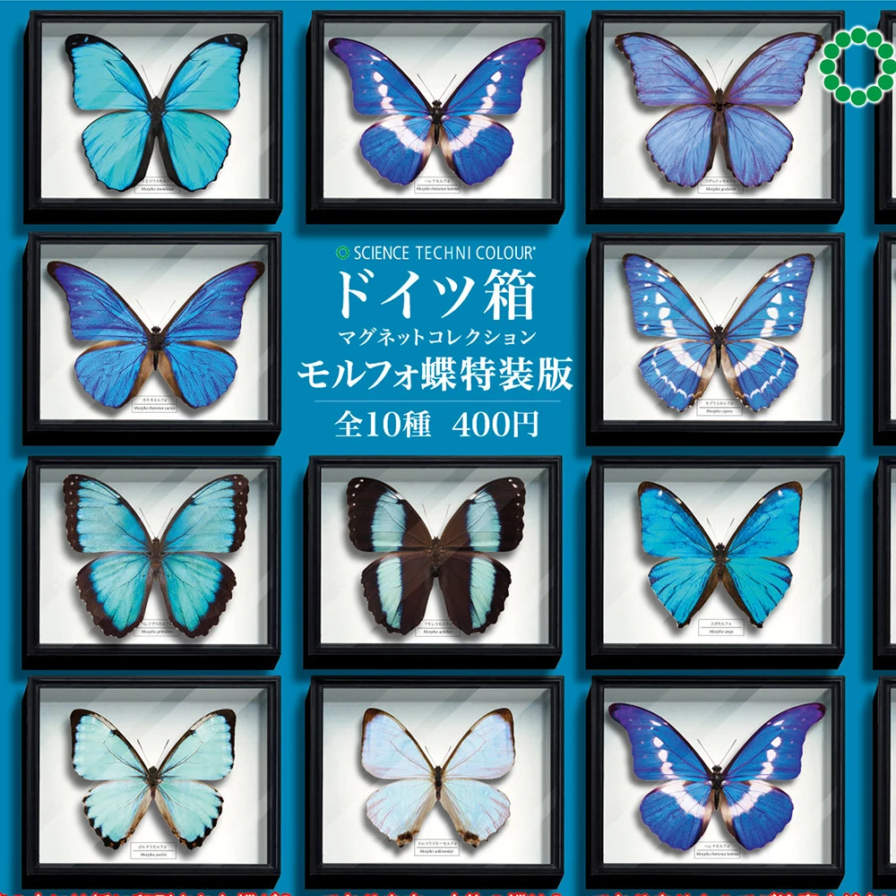 Juguetes cápsula IKIMON, caja alemana STC realista, colección de imanes para nevera, Morpho Butterfly, edición especial, figuras de alas de ensueño brillantes
