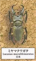 10Miyama stag beetle