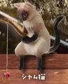 siamese cat