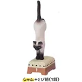 Siamese cat jump box