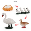 Swan