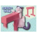 bicolor cat