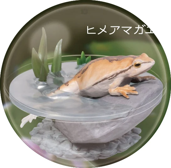 Okinawa Rice Frog