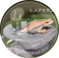 Okinawa Rice Frog