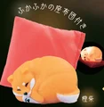 Orange shiba