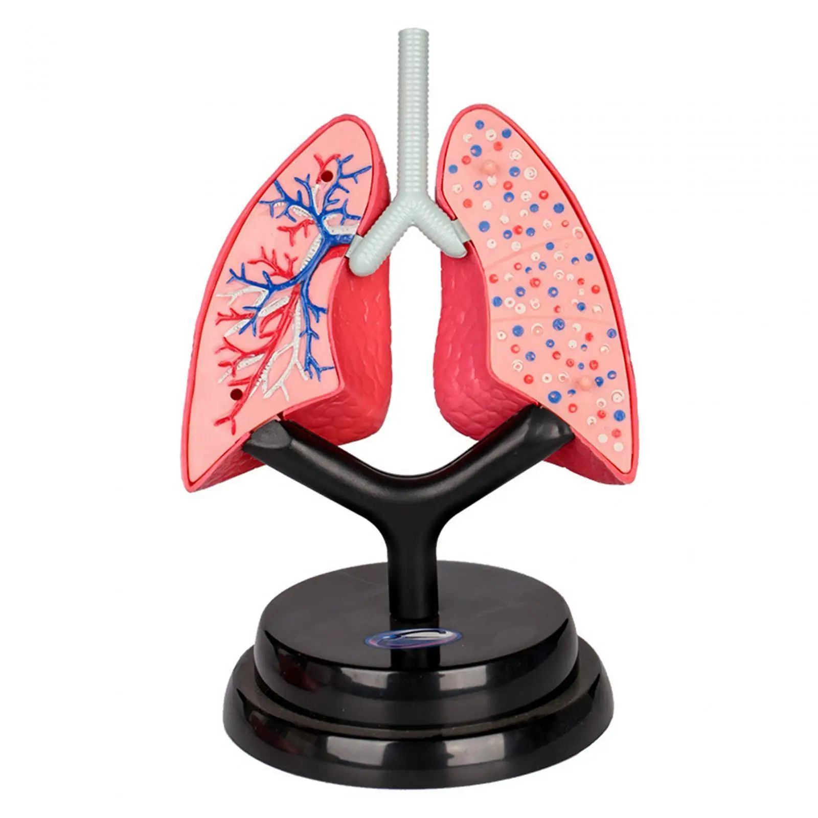 Respiratory System Model Teaching Aid Educational Organ Model for Preschool Demonstration Fine Motor Skills Children Home