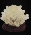 white coral