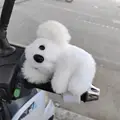 White koala