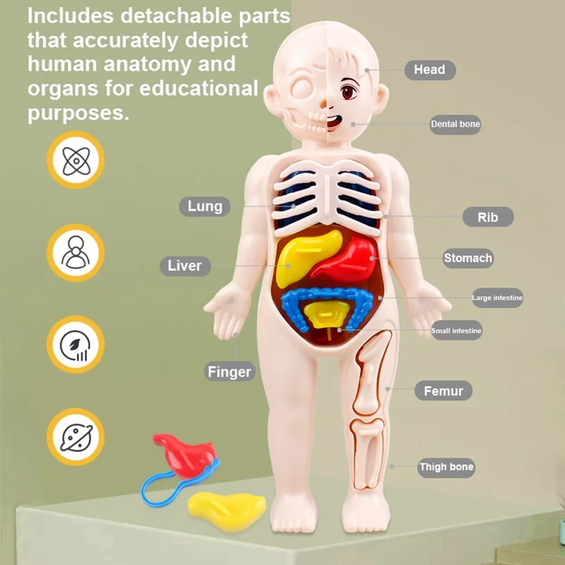 Juego de 13 piezas Montessori de Educación Científica para niños, modelo de anatomía de órgano del cuerpo humano, juguetes médicos ensamblados, herramientas de enseñanza, regalo - imagen 4