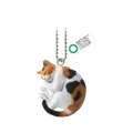 Calico cat