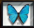 Morpho aega