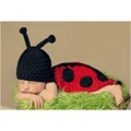 Ladybug