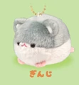 grey white hamster