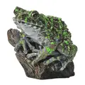 Ishikawa frog