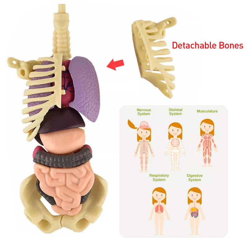 Esqueleto humano para niños, modelo de órgano, juguetes, ciencia, educación, ensamblaje cognitivo, estructura de esqueleto, rompecabezas, juguetes de ensamblaje para niños - imagen 4