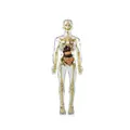 body skeleton