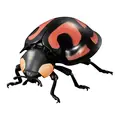 Aiolocaria ladybird