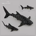 219 whale shark