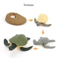 Tortoise