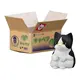Hachiware kitten