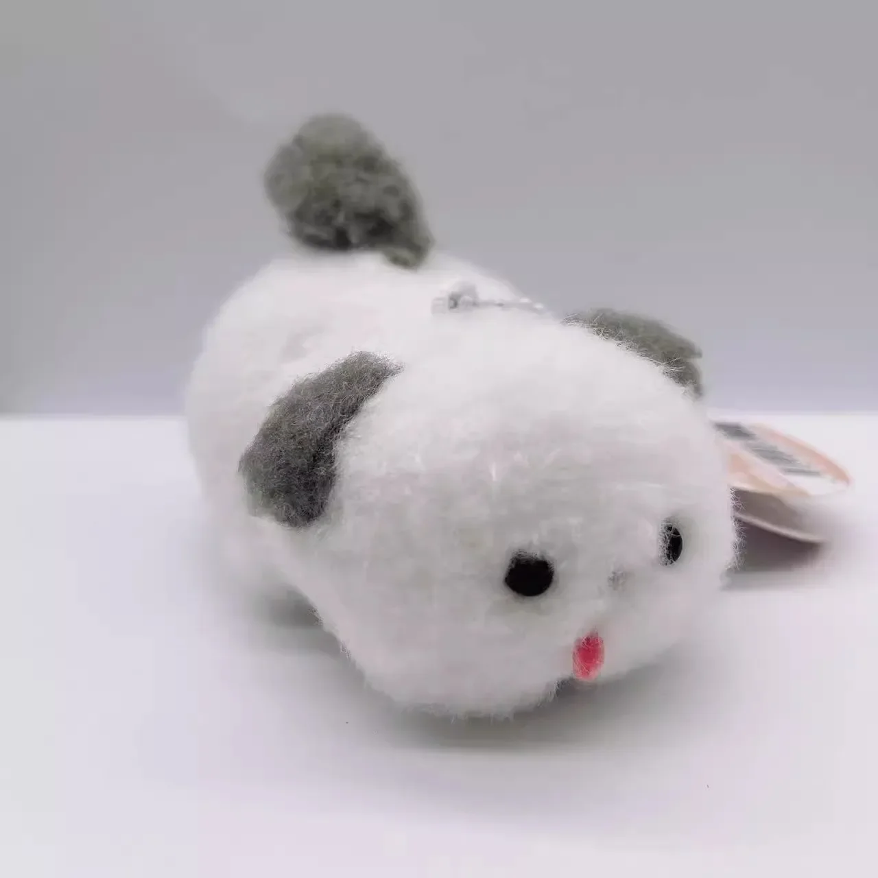 gray dog