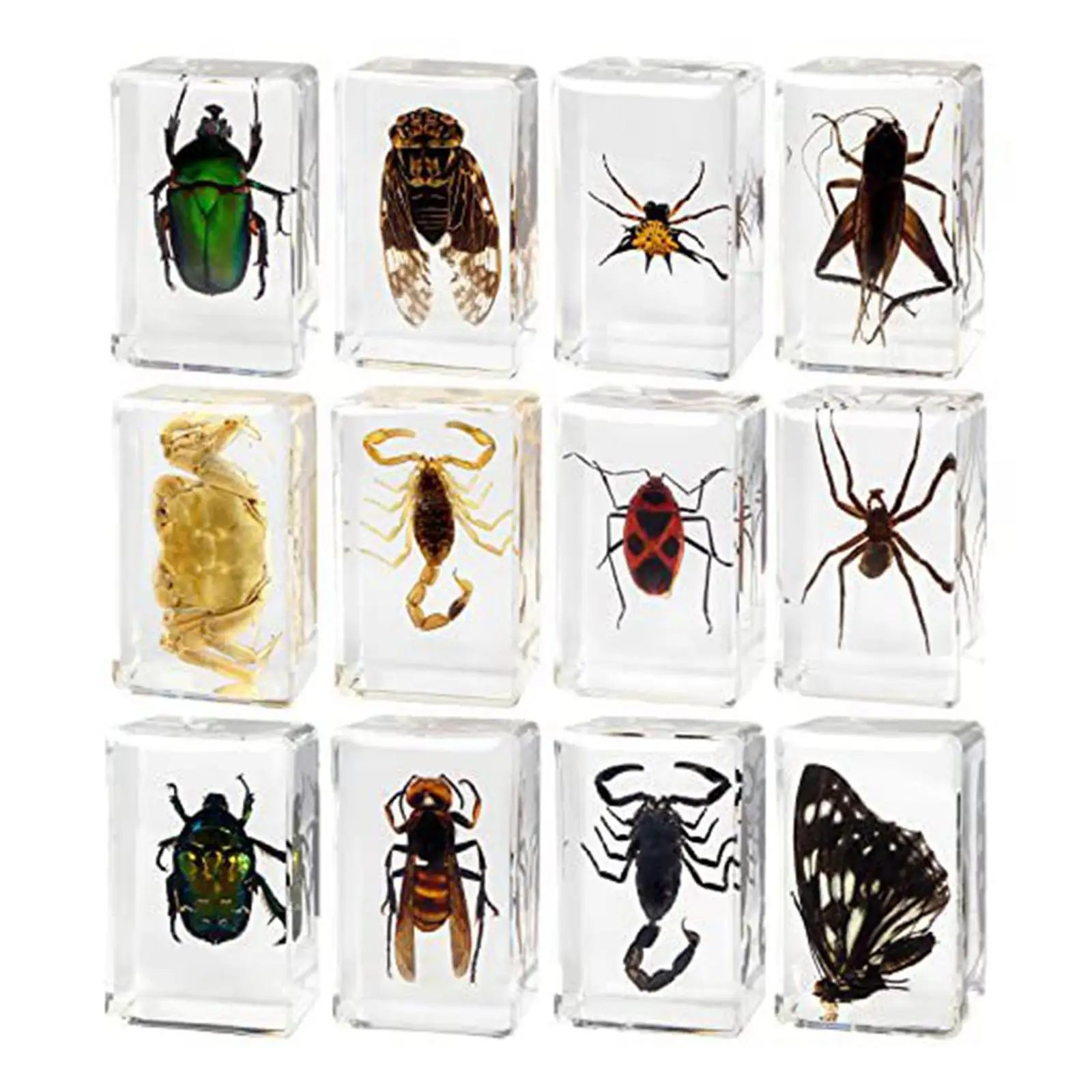 12 Pieces Animal in Resin Collection Desktop Ornament Early Learning Educational Toy for Classroom Gifts Children Home Kids