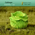 1pc Cabbage