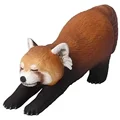 Lesser Panda