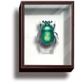 dung beetle green