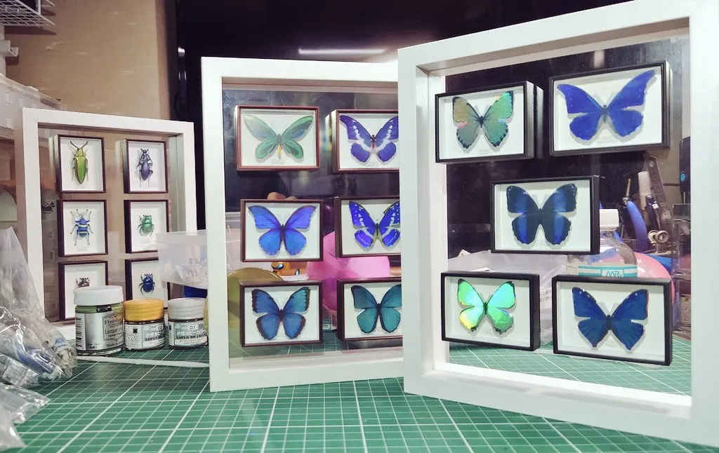 Juguetes cápsula IKIMON, caja alemana STC realista, colección de imanes para nevera, Morpho Butterfly, edición especial, figuras de alas de ensueño brillantes - imagen 3