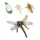 dragonfly 7x7cm