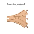 Trigeminal junctionB