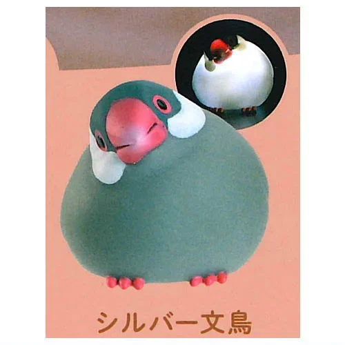 silver Java Sparrow