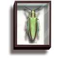 jewel beetle