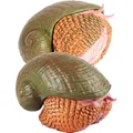 As Shown