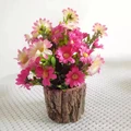 pink daisy