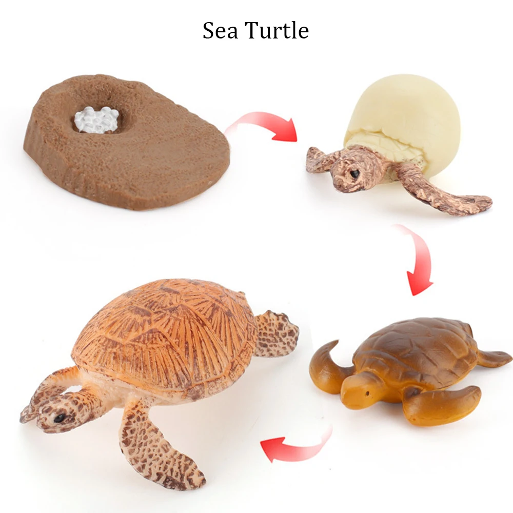 Sea Turtle