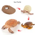 Sea Turtle