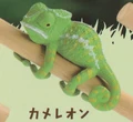 chameleon