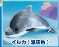 gray dolphin
