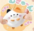 calico cat