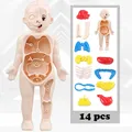 Human Organ Model