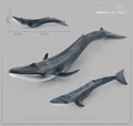 117 blue whale