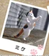 calico cat