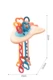 AS356 baby toy