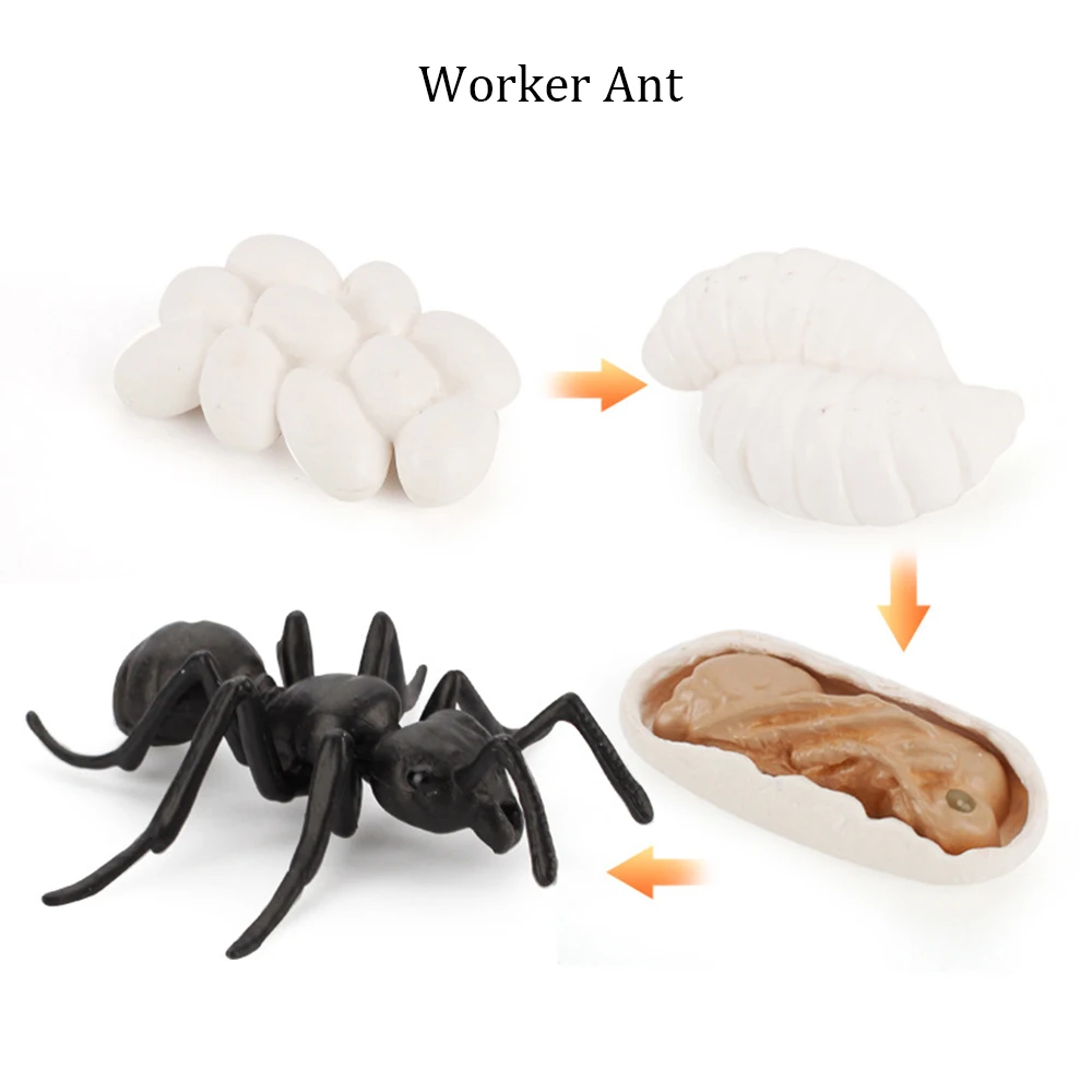 Worker Ant
