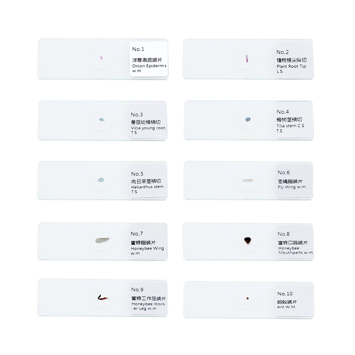 Portaobjetos de microscopio natural biioslicing, muestras de vidrio para insectos, biología preparada, ciencia educativa, estudio, niños y estudiantes, 10 Uds.