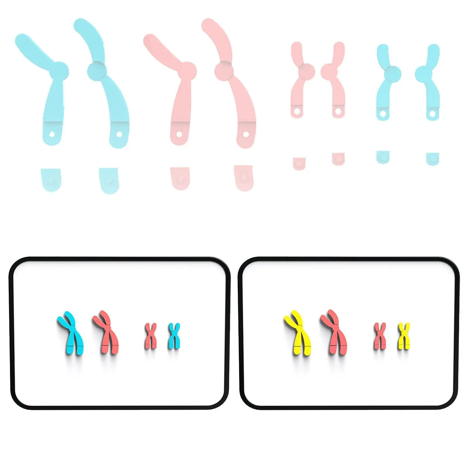 Chromosome Changes Model Teaching Tools Biology Bildungsmeosis Demonstrator