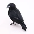 Crow B