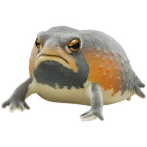 Mozambique Frog